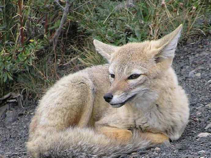 犬科：狐亚科伪狐属之阿根廷狐、山狐、达尔文狐