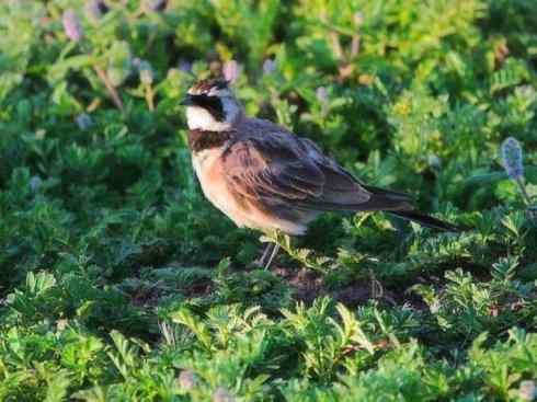 家禽驯化之源之二十八