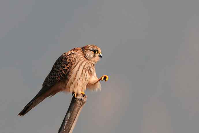 红隼站桩 wbr摄于野鸭湖