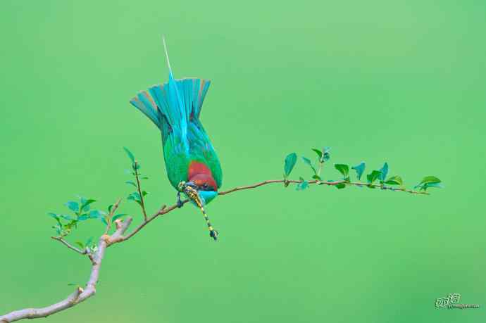 蓝喉蜂虎繁育季