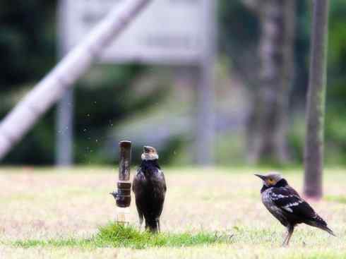 白头鸟系列：另类的美丽5