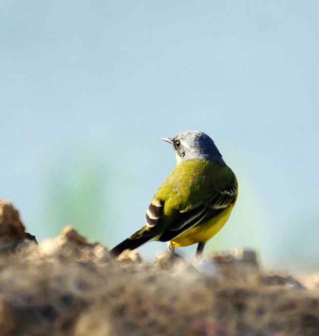 头一次打鸟就遇见了黄鹡鸰