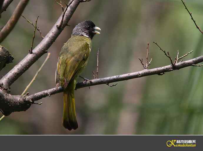 领雀嘴鹎【照片】