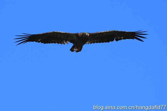 美国鸟类摄影——白头海雕亚成鸟