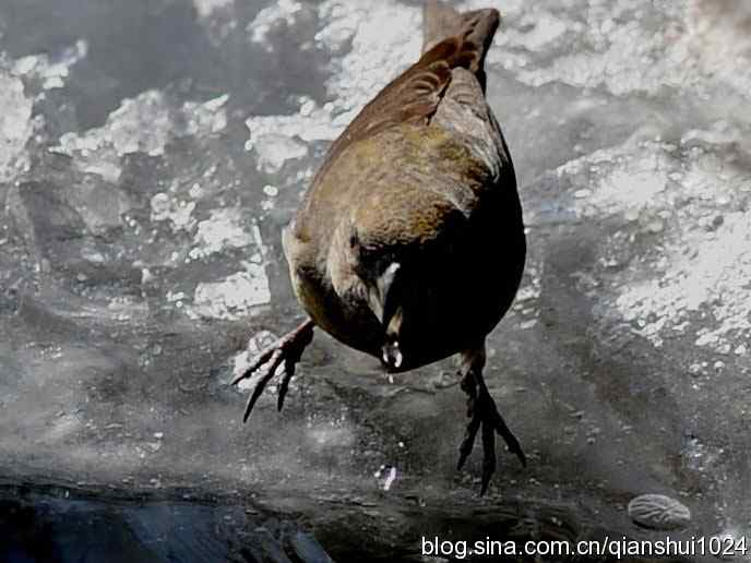 虎年最后一只鸟.交嘴雀(植物园)