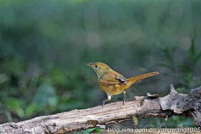厚嘴苇莺(6) 厚嘴苇莺(6)