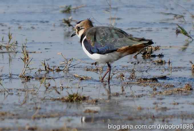 飞翔的凤头麦鸡