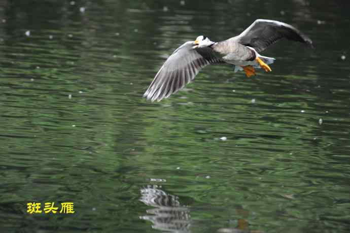 八月十六（杂片）