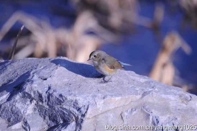 变焦(70-300)拍鸟儿【原版片】 变焦(70-300)拍鸟儿【原版片】