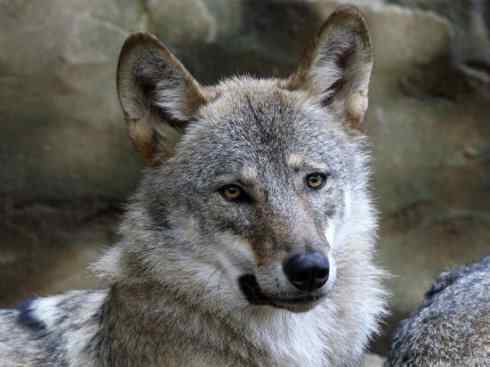 犬科：犬亚科犬属之灰狼