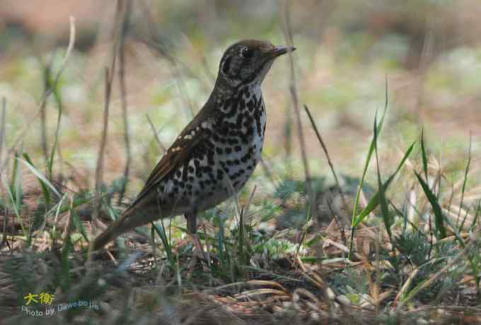 二鸫献寿：虎斑地鸫和宝兴歌鸫