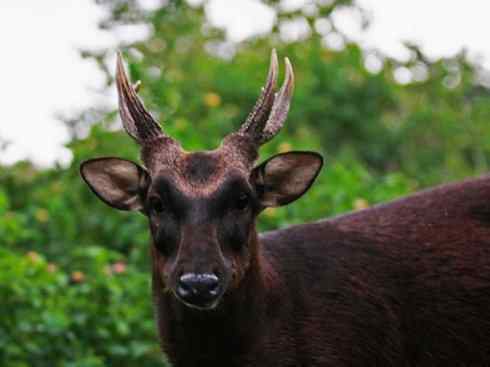 麒麟:传说的兽原型探秘(梅花鹿) 麒麟:传说的兽原型探秘(梅花鹿)