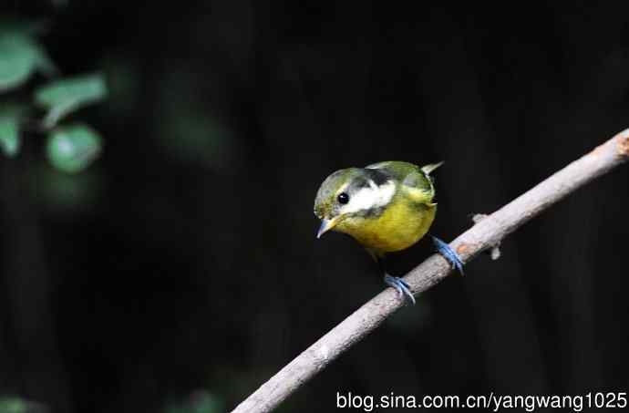 黄腹山雀(14) 黄腹山雀(14)