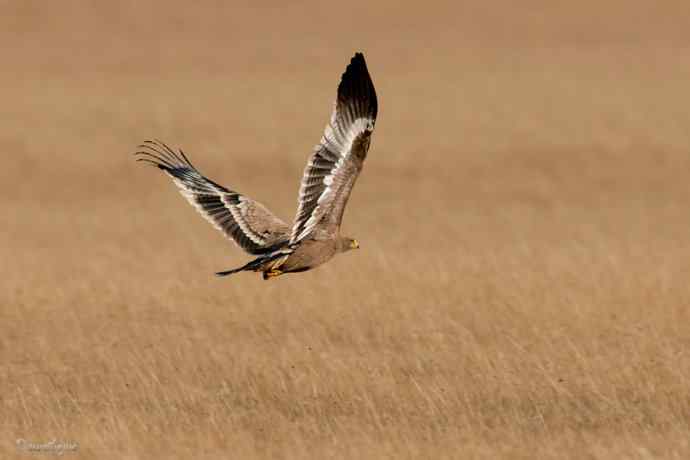 草上飞. wbr草原雕起飞连拍