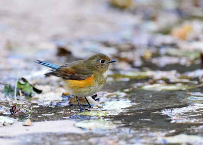雌性红胁蓝尾鸲（11）