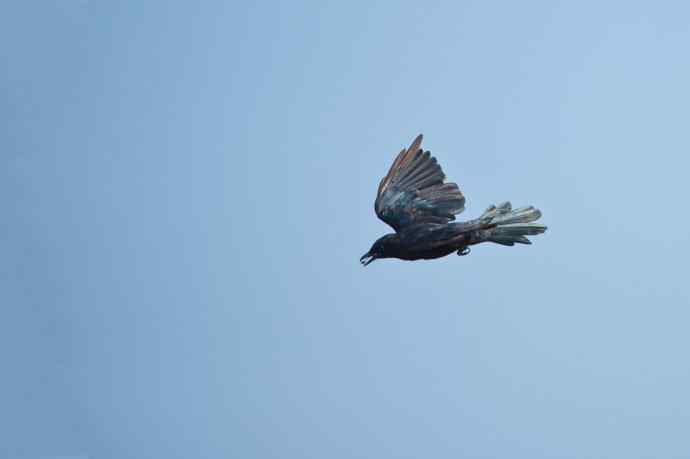 黑卷尾空中抓虫和戏马尾