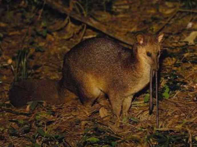 犬科：犬亚科犬属之西门豺、侧纹豺（胡狼类）