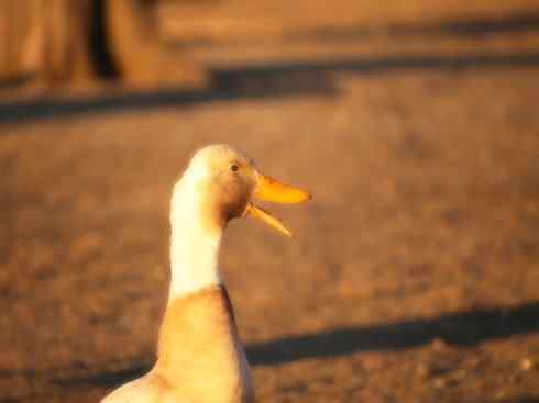 家禽驯化之源之二