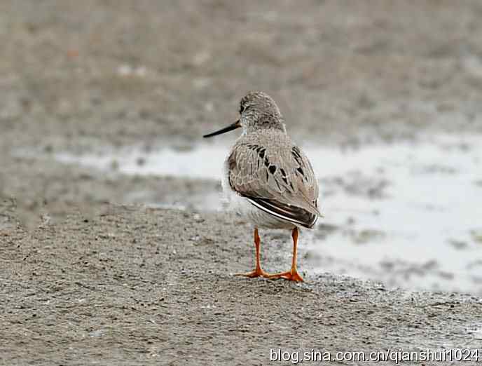 来去匆匆翘嘴鹬 来去匆匆翘嘴鹬