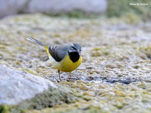 房山十渡(灰鹡鸰) 房山十渡(灰鹡鸰)