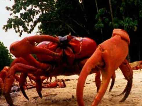 自然奇观:动物大迁徙(红蟹) 自然奇观:动物大迁徙(红蟹)