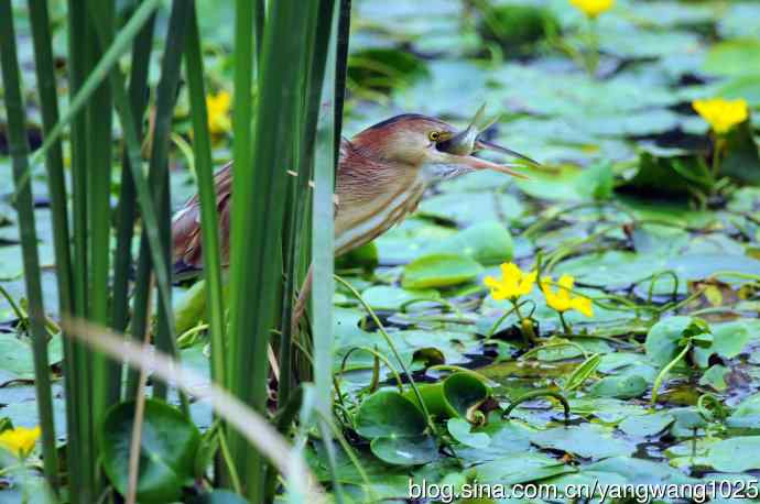 捕鱼的黄苇鳽（记实）4