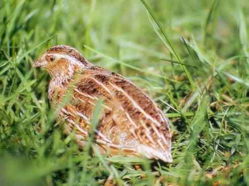 家禽驯化之源之五