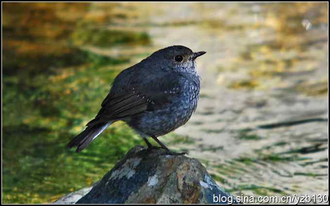 神农架的第二只鸟鈥斺敽煳菜叮ㄗ橥迹