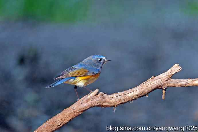 雄性红胁蓝尾鸲（33）