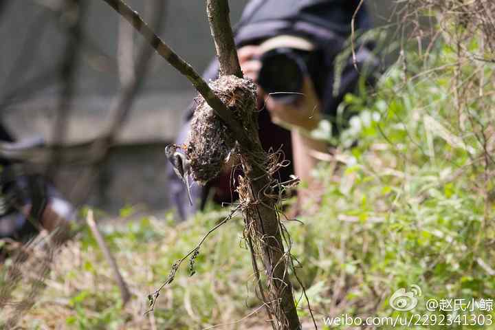 无耻的拍鸟人打着“生态摄影”的旗号拍鸟