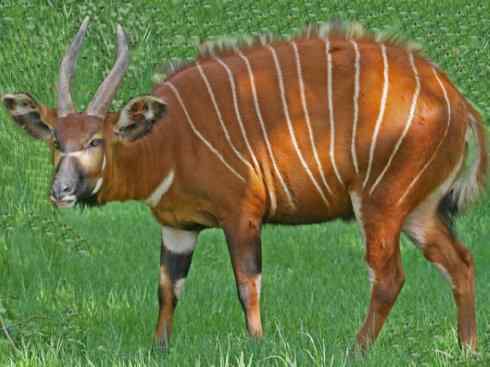 麒麟：传说的兽原型探秘（紫羚）