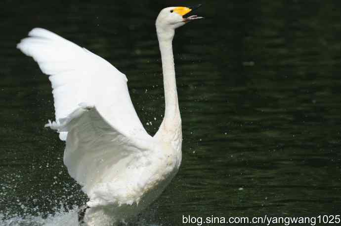 舞（天鹅之舞）