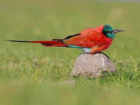 极品红色鸟类:红蜂虎 极品红色鸟类:红蜂虎