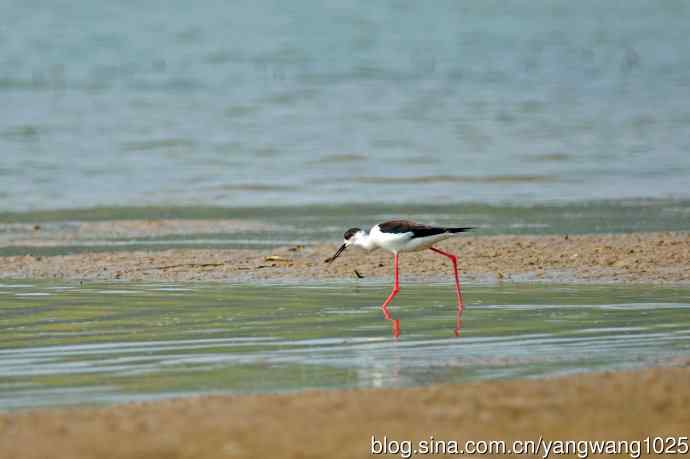 黑翅长脚鹬（1）