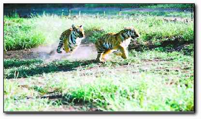 中国华南虎在南非接受野化训练 学成回国放归自然