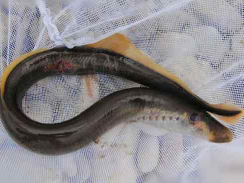 鱼类活化石：背眼七鳃鳗