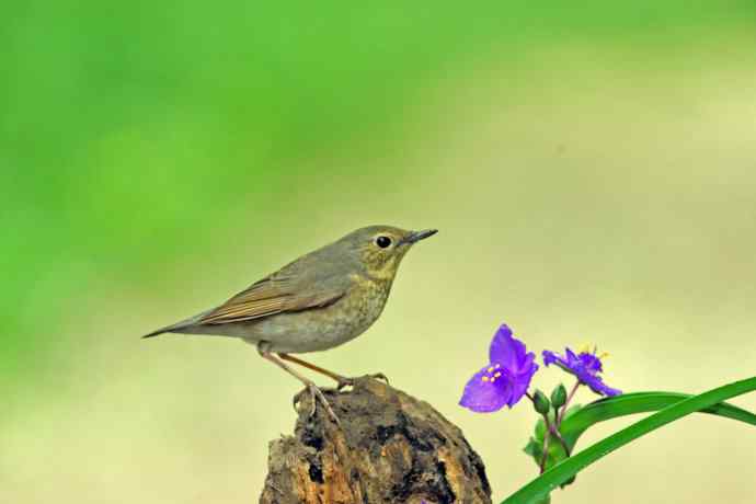 雌性蓝歌鸲与紫露草（4）