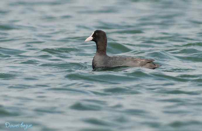 颐和园春鸟乐拍