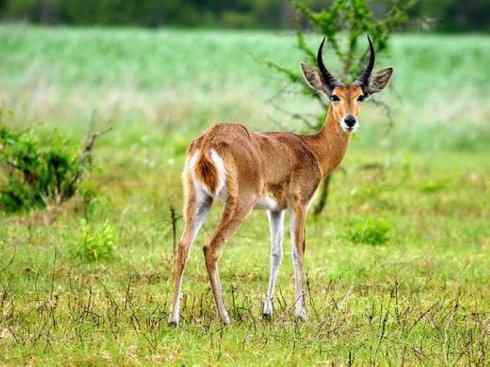 麒麟：传说的兽原型探秘（马羚）