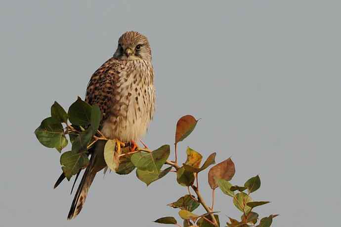 稳坐食物链高端的红隼（摄于康西草原）