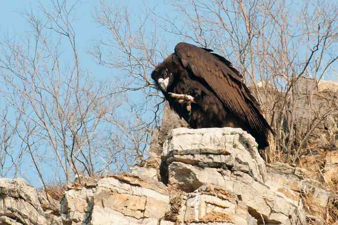 小鬼难缠 wbr鹰雄气短☆