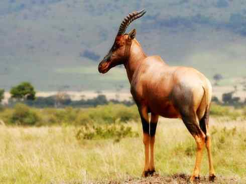 自然奇观：动物大迁徙(非洲大迁徙)