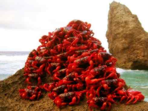 自然奇观：动物大迁徙(红蟹）