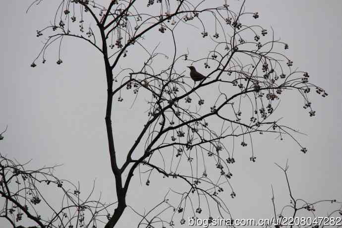 151.圣诞节送上12月份拍新鸟
