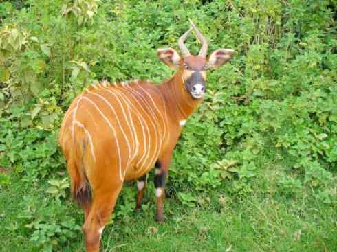 麒麟：传说的兽原型探秘（紫羚）