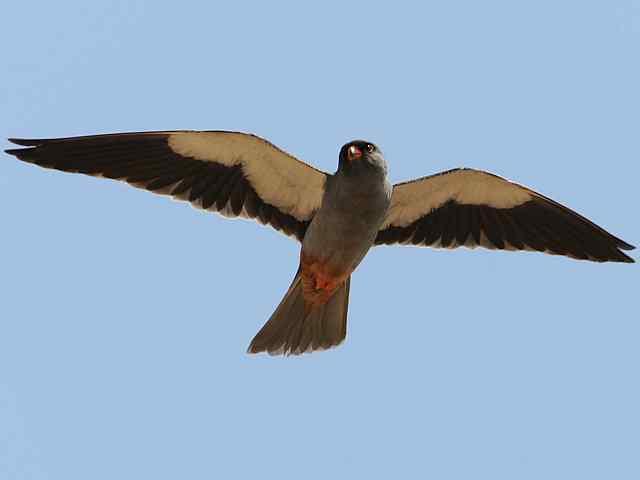 阿穆尔隼咏叹 阿穆尔隼咏叹