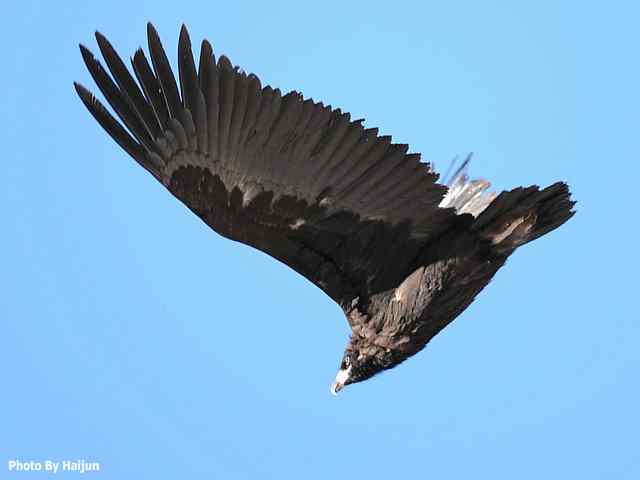 峡谷中 wbr. wbr沐浴阳光的秃鹫