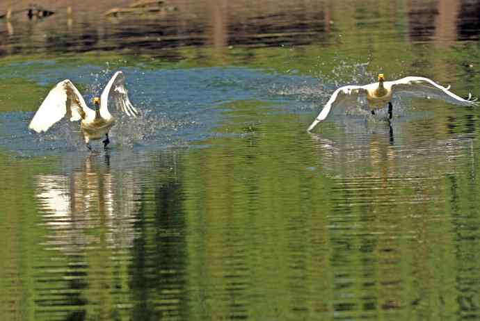 迎面飞来白天鹅