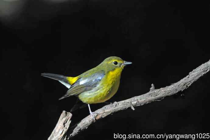 雄性绿背姬鶲（1）