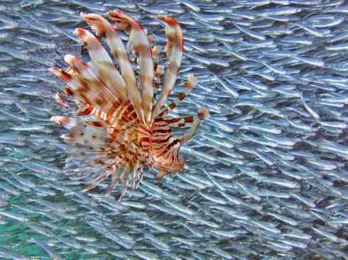 鱼类活化石：匙吻鲟科